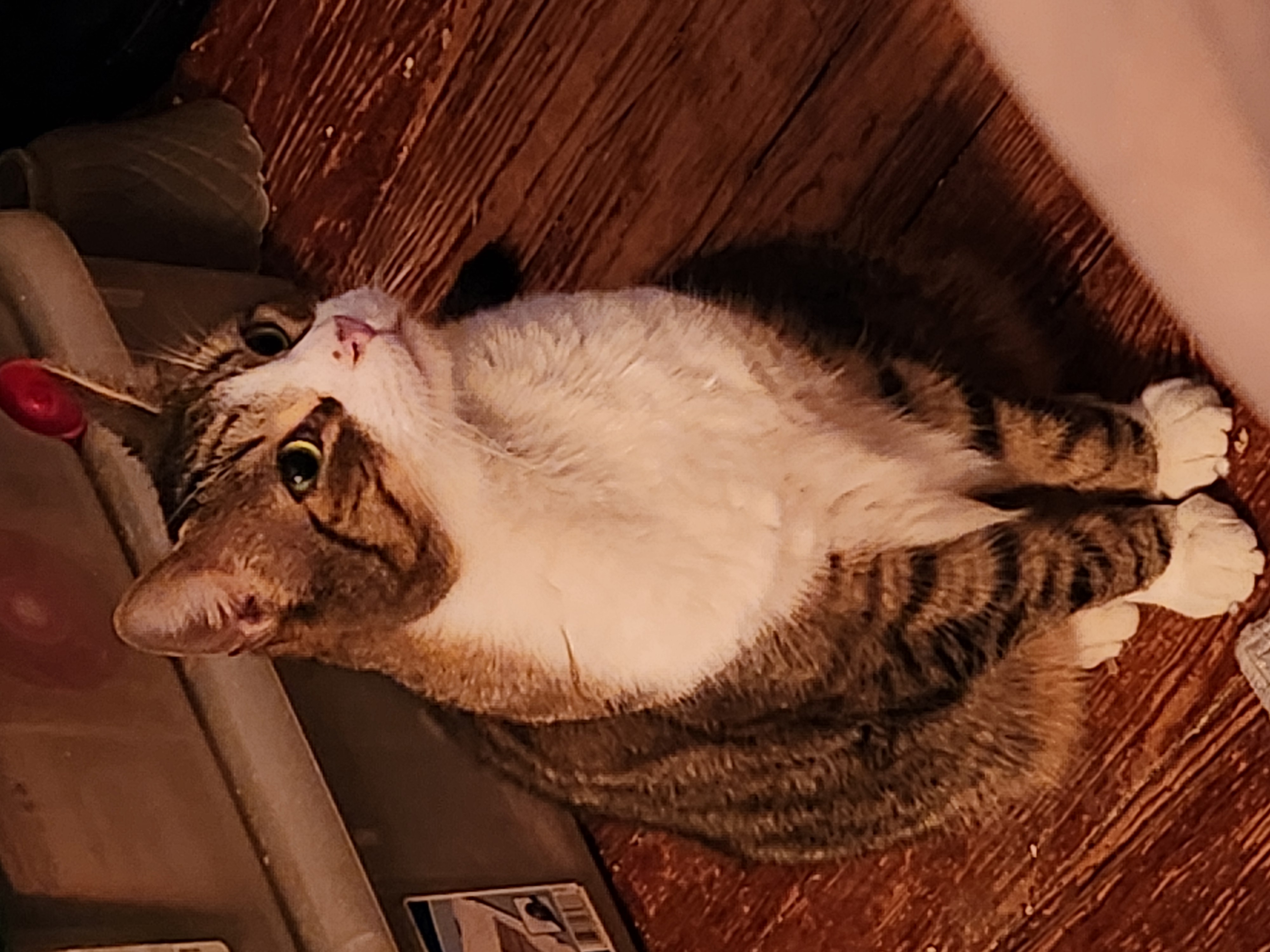 Lucky R, a Adoptable Domestic Short Hair in New Cumberland, PA image 6/6