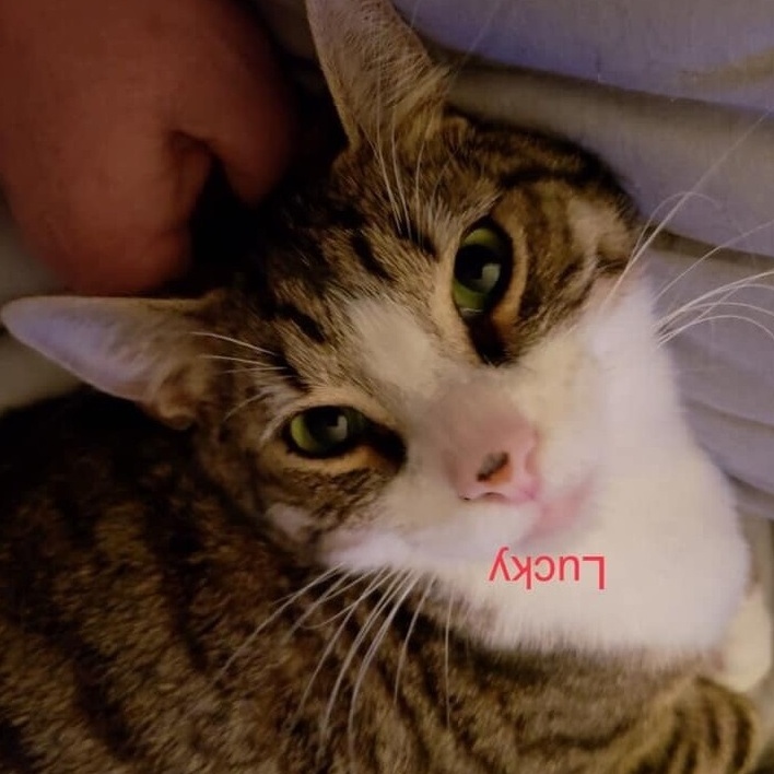 Lucky R, a Adoptable Domestic Short Hair in New Cumberland, PA image 1/6