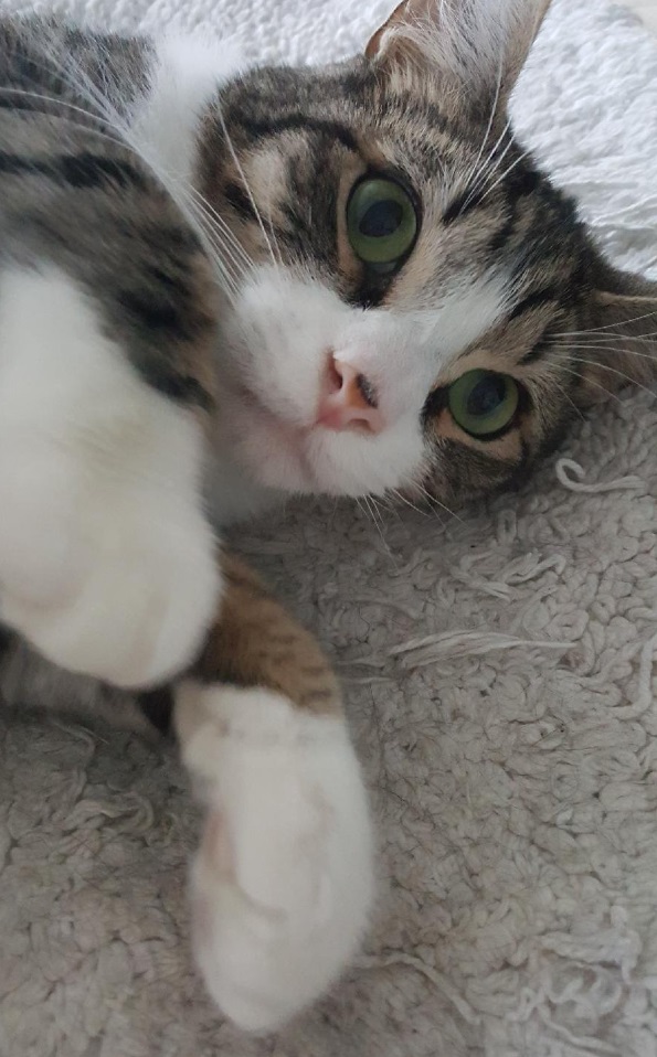 Lucky R, a Adoptable Domestic Short Hair in New Cumberland, PA image 3/6