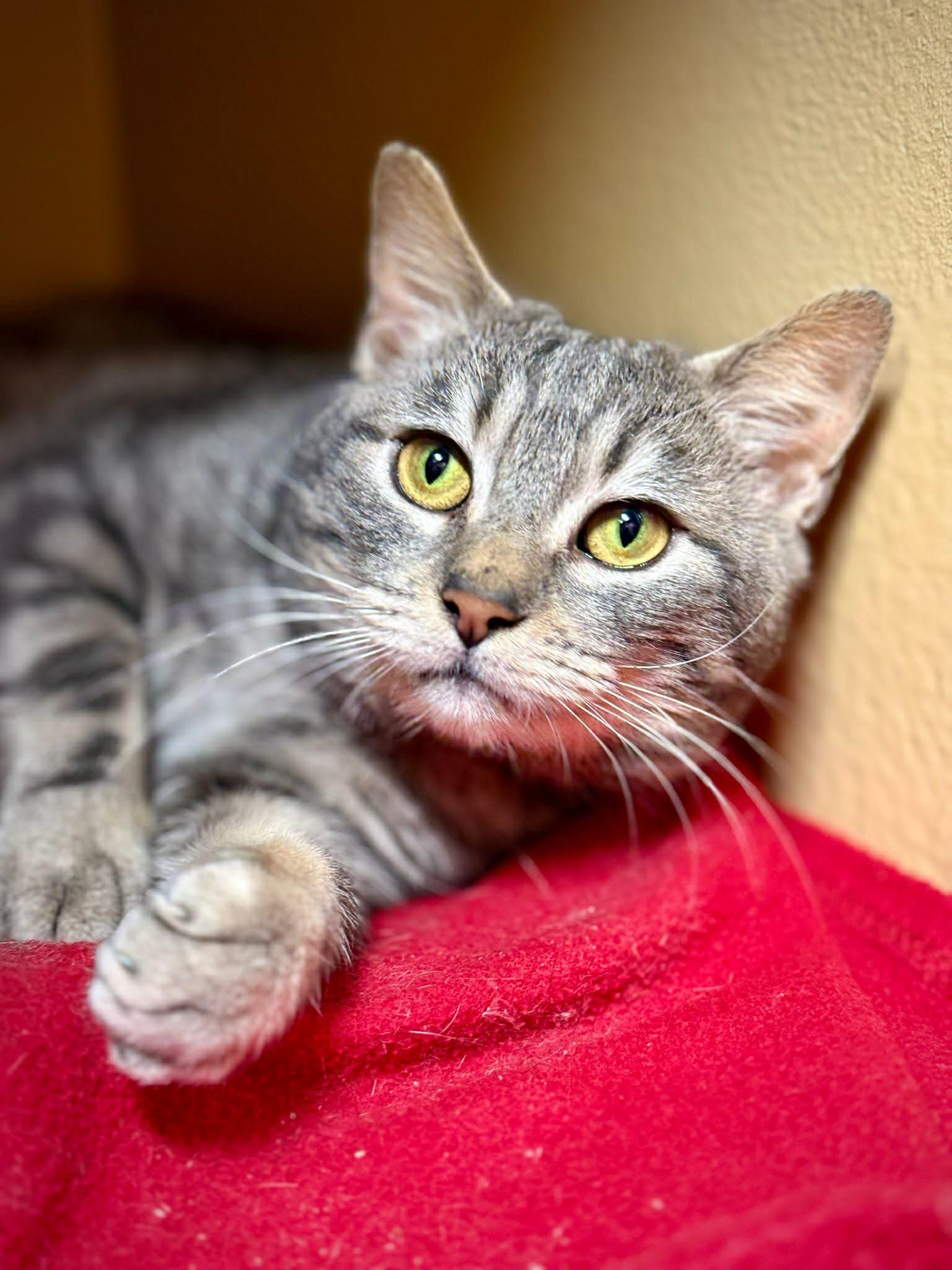 Enlarge Lucian, an adopted Domestic Short Hair in BURNABY, BC image 1/1