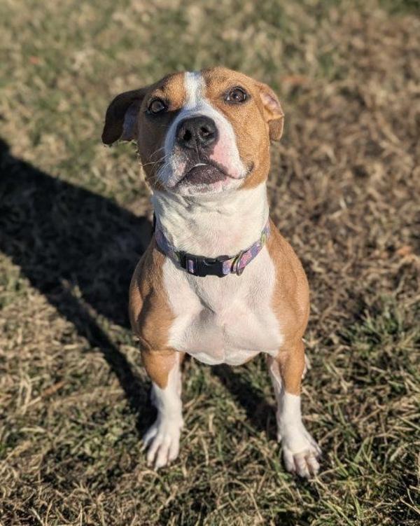 Hold On - In Foster, Adoptable, Young Female Pit Bull Terrier.