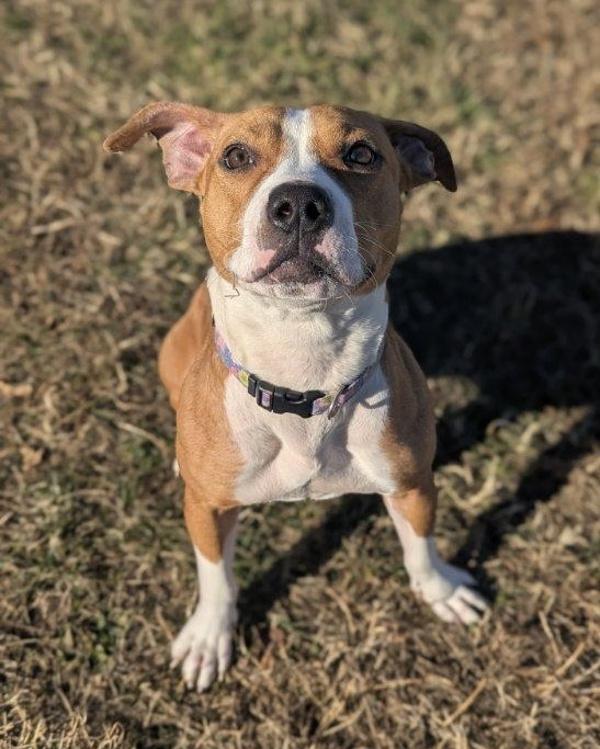 Enlarge Hold On - In Foster, a Adoptable mixed breed in Richmond, VA image 3/6