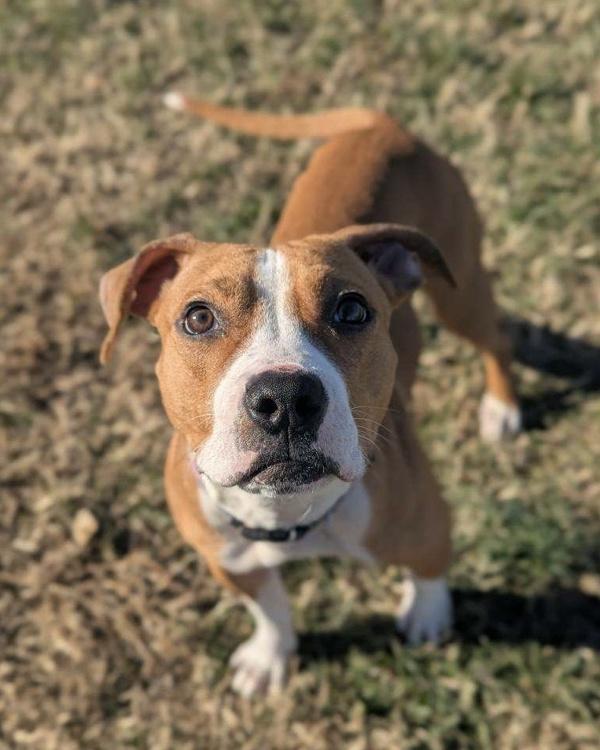 Enlarge Hold On - In Foster, a Adoptable mixed breed in Richmond, VA image 6/6