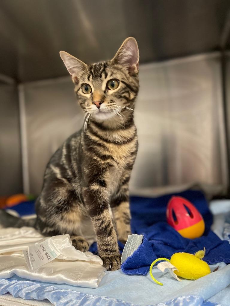 B1 Cobra / B2 Rhino, Adoptable, Kitten Male Domestic Medium Hair.