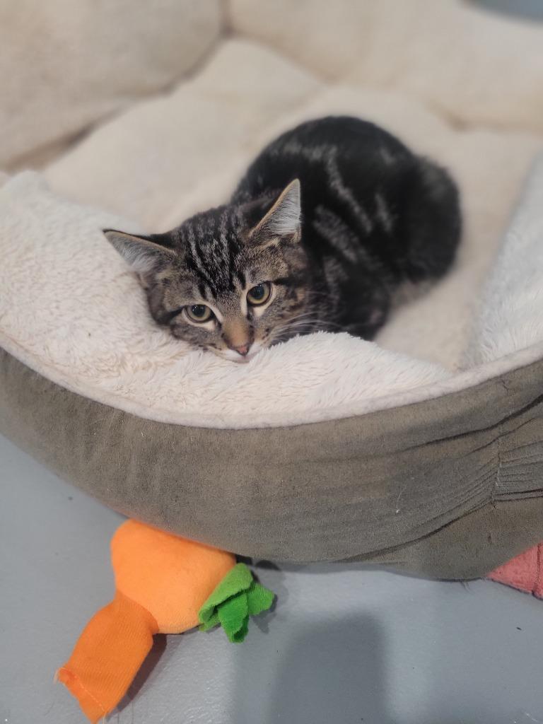 B1 Cobra, a Adoptable mixed breed in Ashland, WI image 1/3