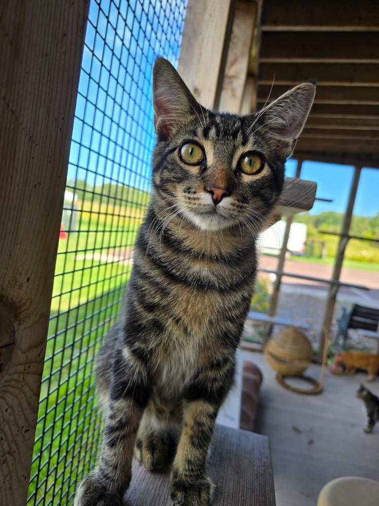 Enlarge B1 Cobra / B2 Rhino, a Adoptable mixed breed in Ashland, WI image 3/5