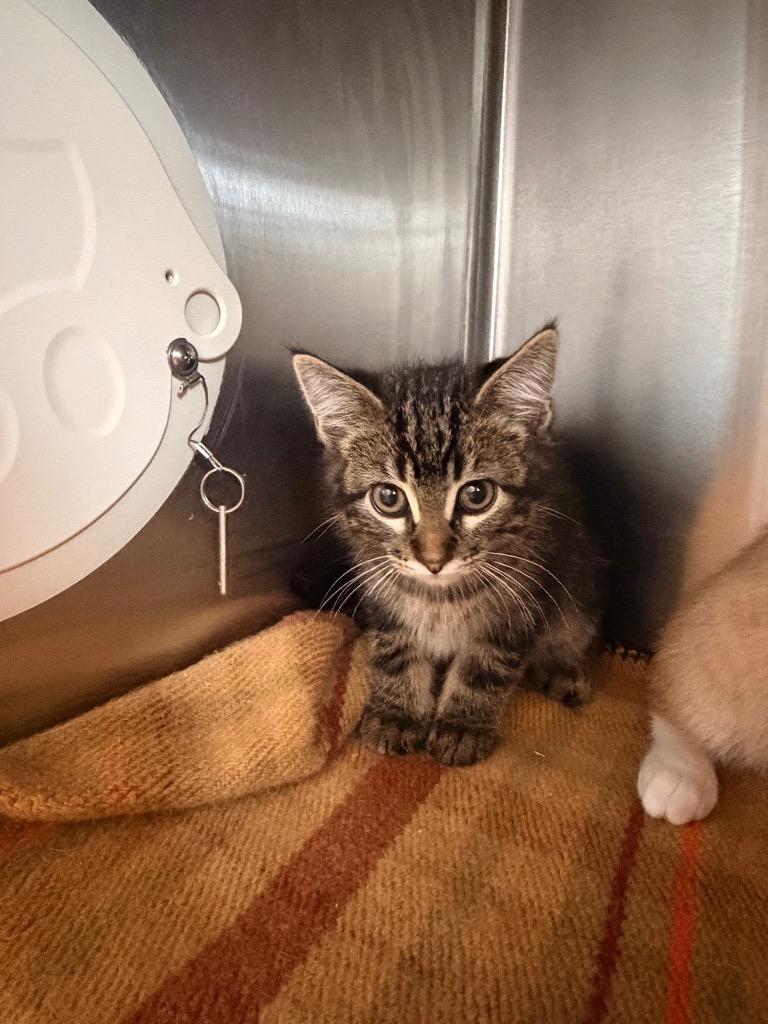 Enlarge B1 Cobra, a Adoptable mixed breed in Ashland, WI image 1/2