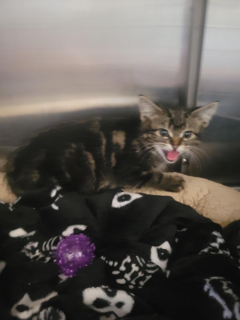 Enlarge B1 Cobra, a Adoptable mixed breed in Ashland, WI image 2/2
