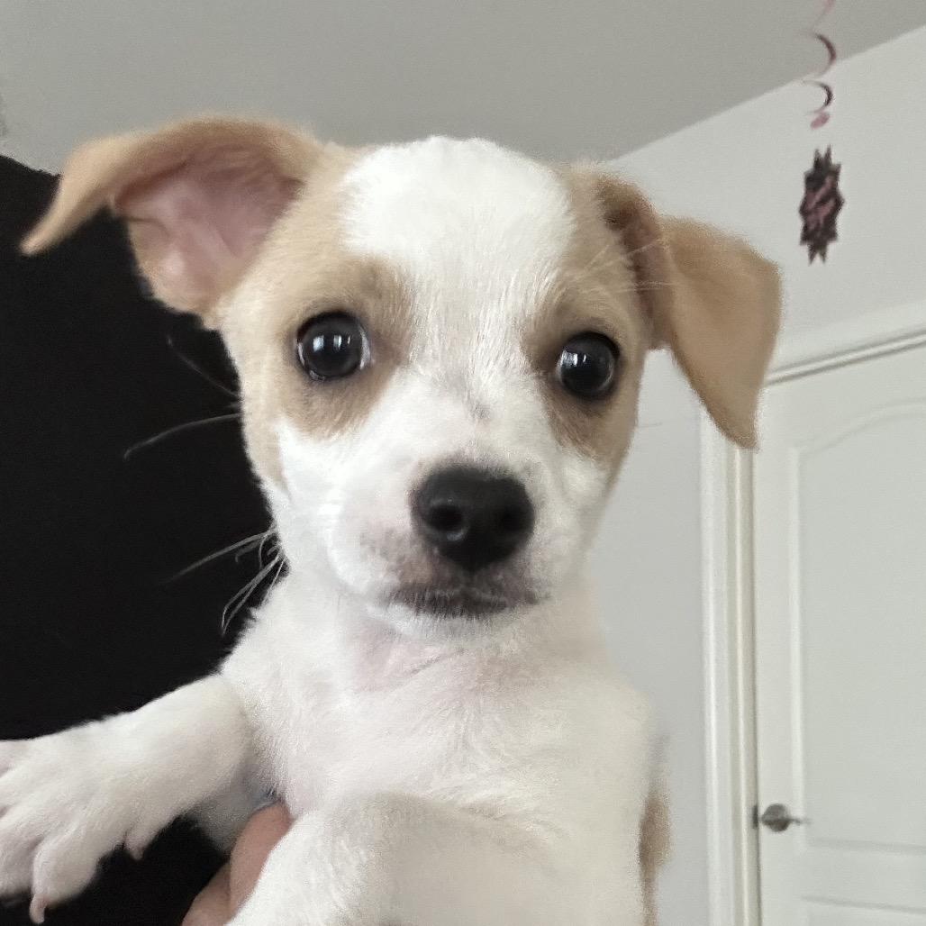 Enlarge Lemon Drop, a Adoptable mixed breed in Sacramento, CA image 3/5