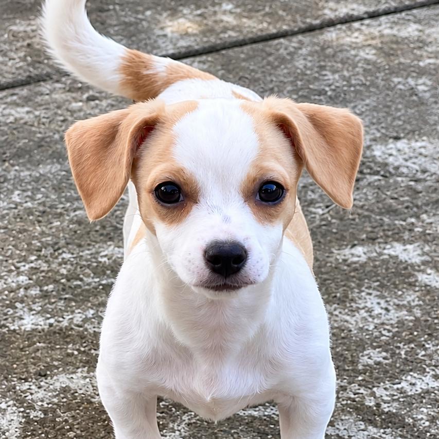 Enlarge Lemon Drop, a Adoptable mixed breed in Sacramento, CA image 4/5