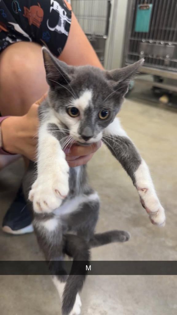 Enlarge Otter, a Adoptable mixed breed in Greensburg, IN image 1/1
