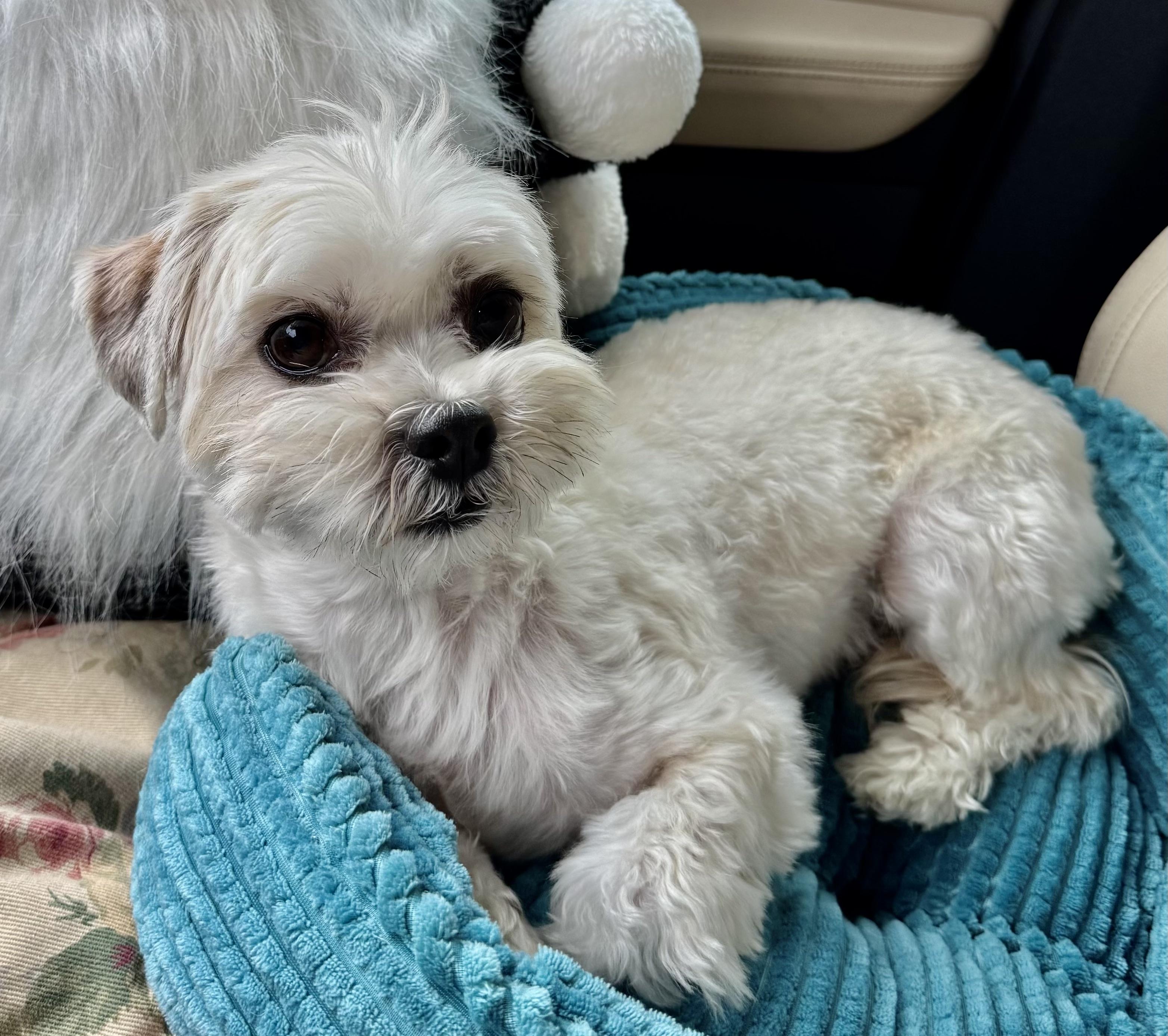 Enlarge Reno Turner, a Adoptable mixed breed in Plano, TX image 1/2