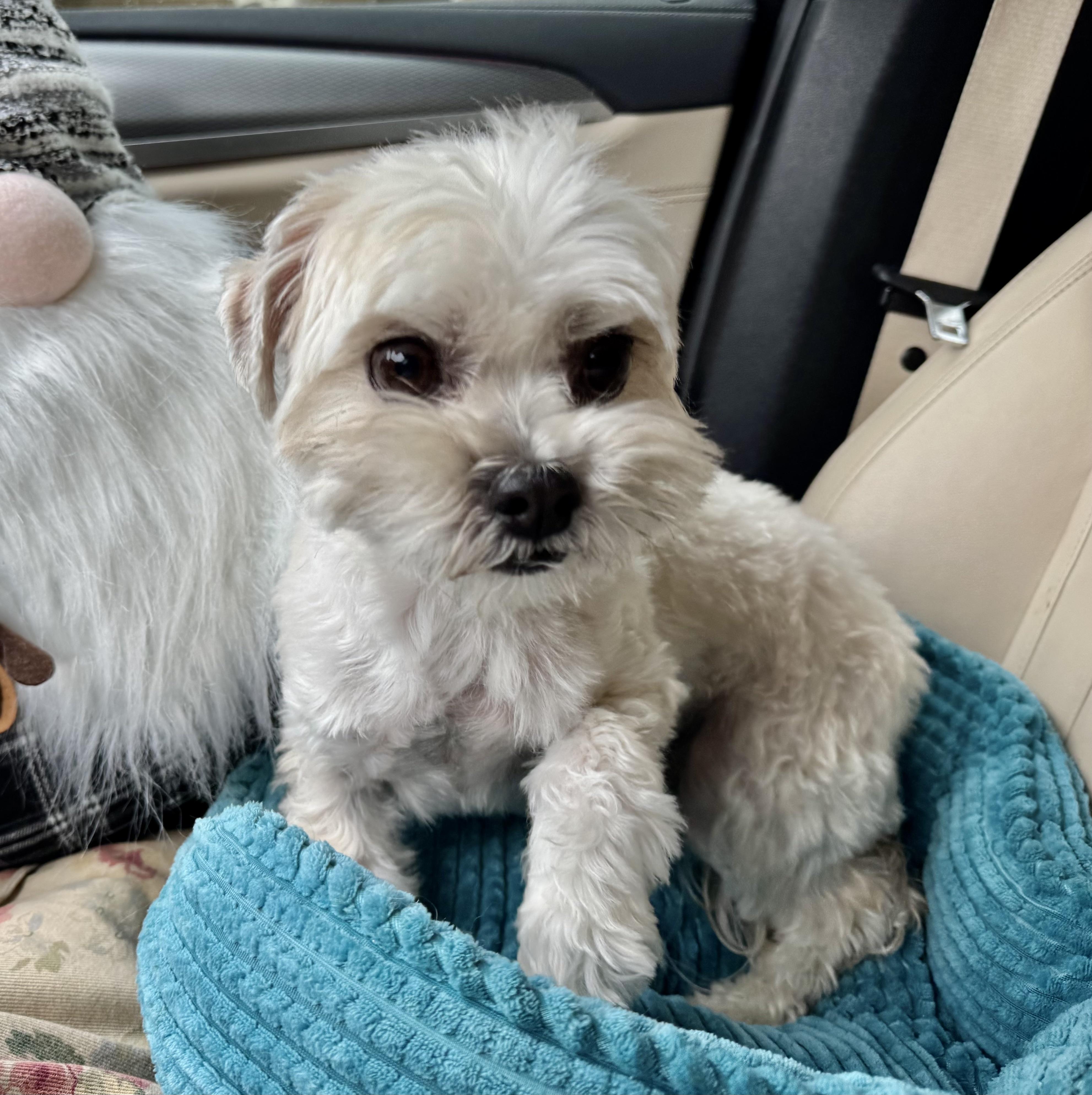 Enlarge Reno Turner, a Adoptable mixed breed in Plano, TX image 2/2