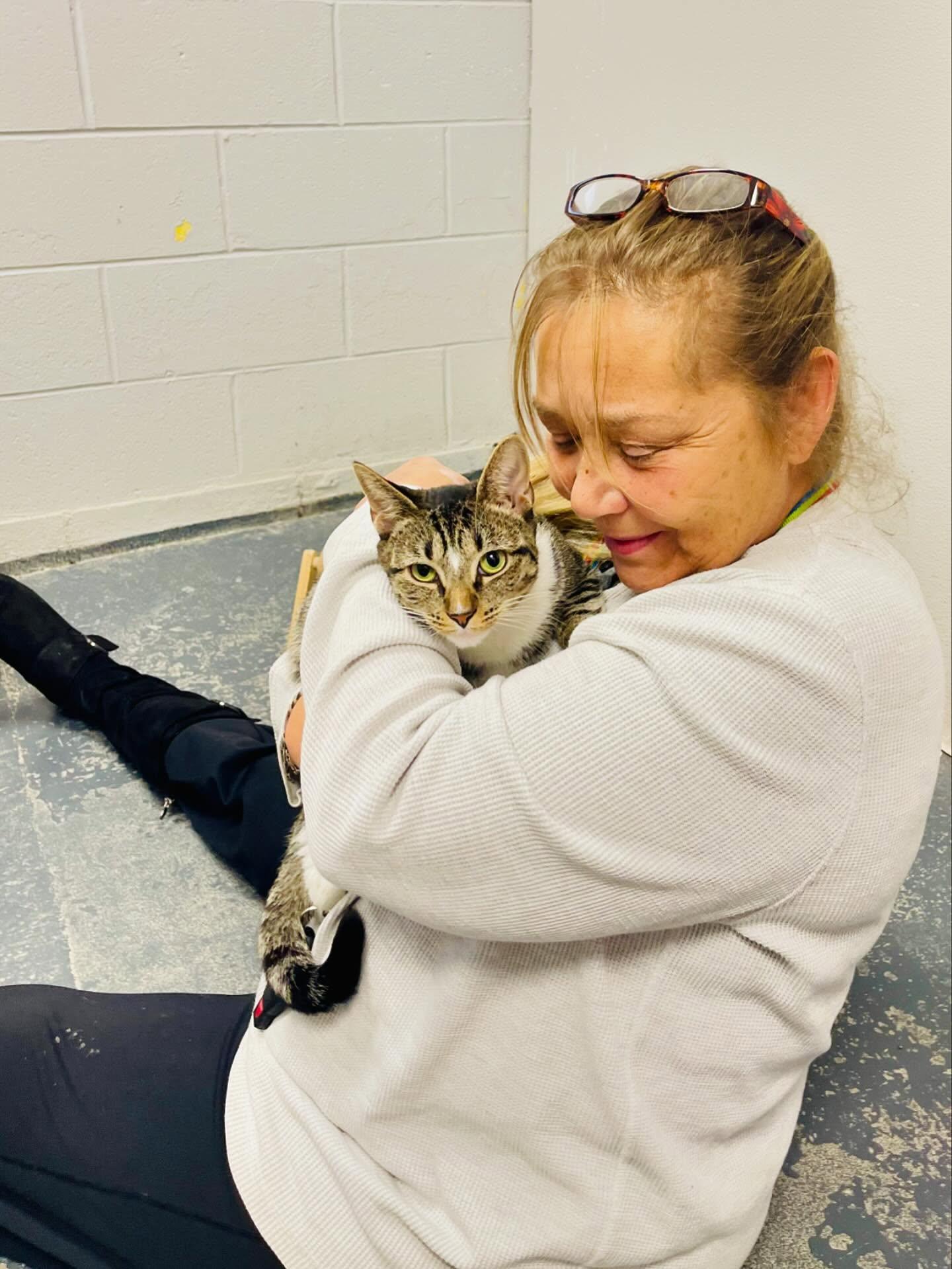 Enlarge Harmony, a Adoptable Domestic Short Hair in Rock Hill, NY image 2/3