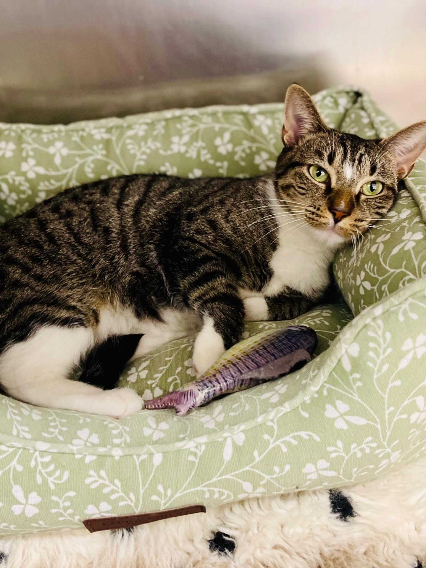 Enlarge Harmony, a Adoptable Domestic Short Hair in Rock Hill, NY image 3/3