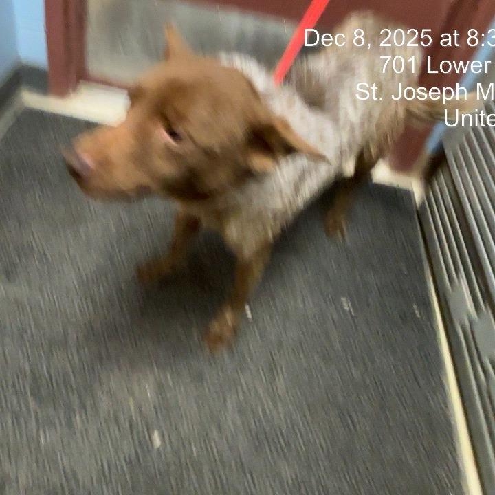 Apollo, Adoptable, Adult Male Cattle Dog.