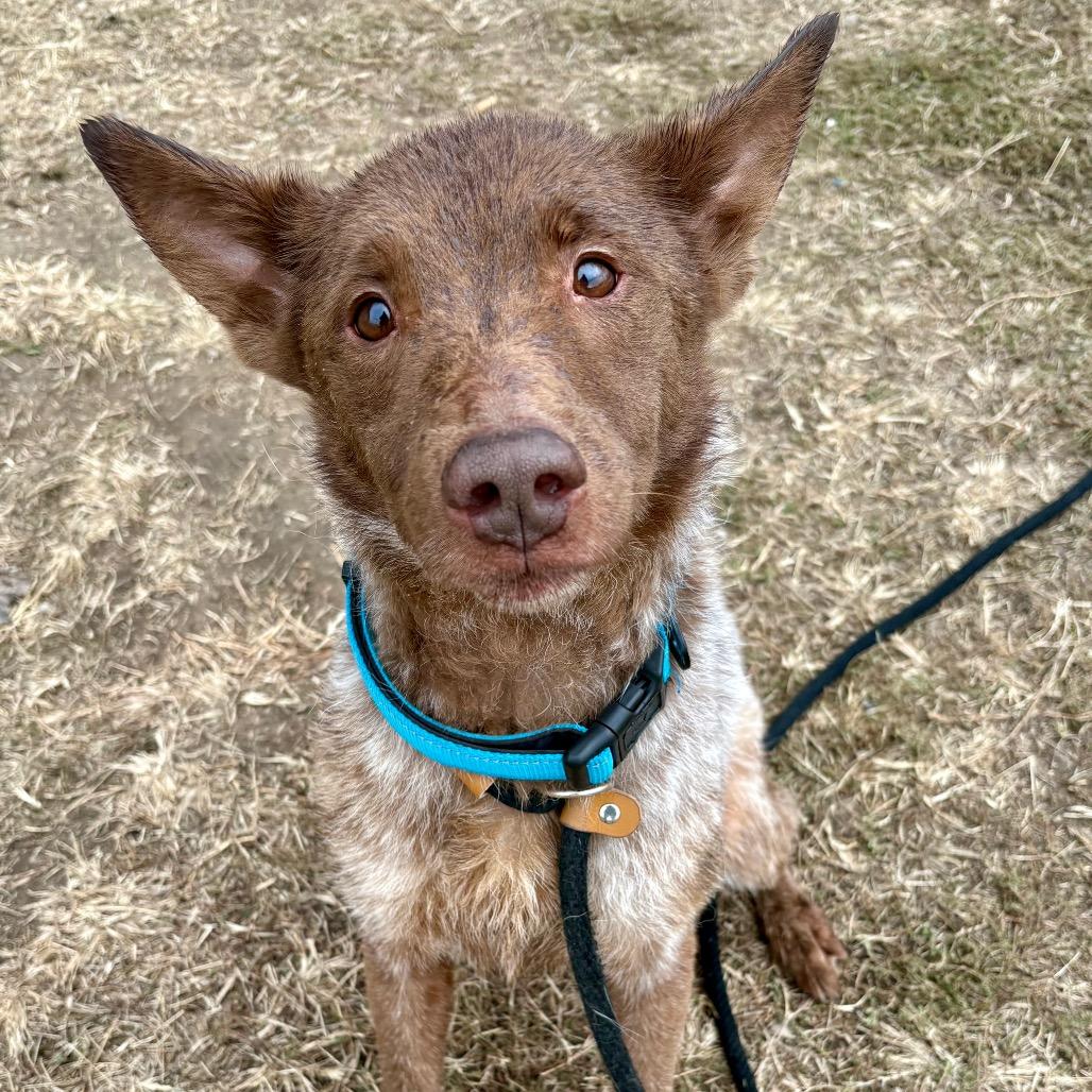 Enlarge Apollo, a Adoptable Cattle Dog in St Joseph, MO image 2/3