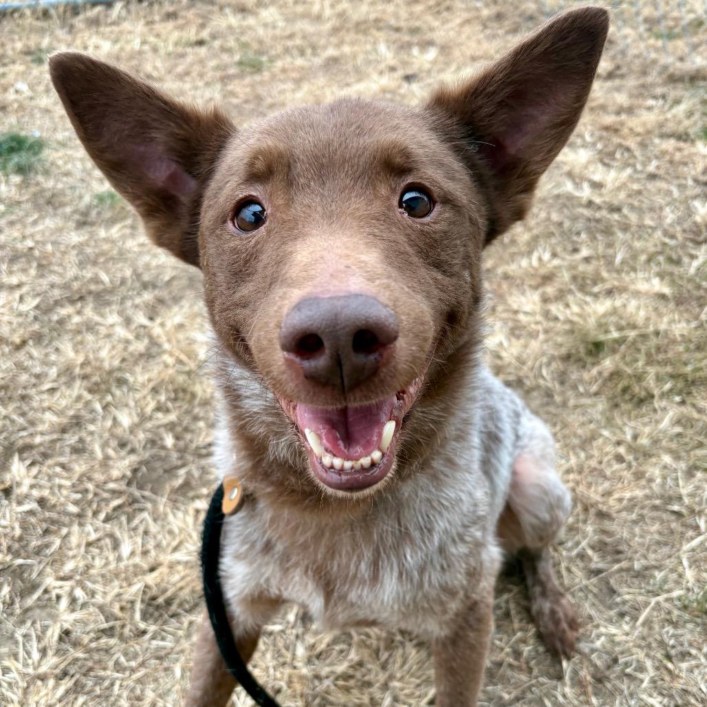 Apollo, a Adoptable Cattle Dog in St Joseph, MO image 3/4