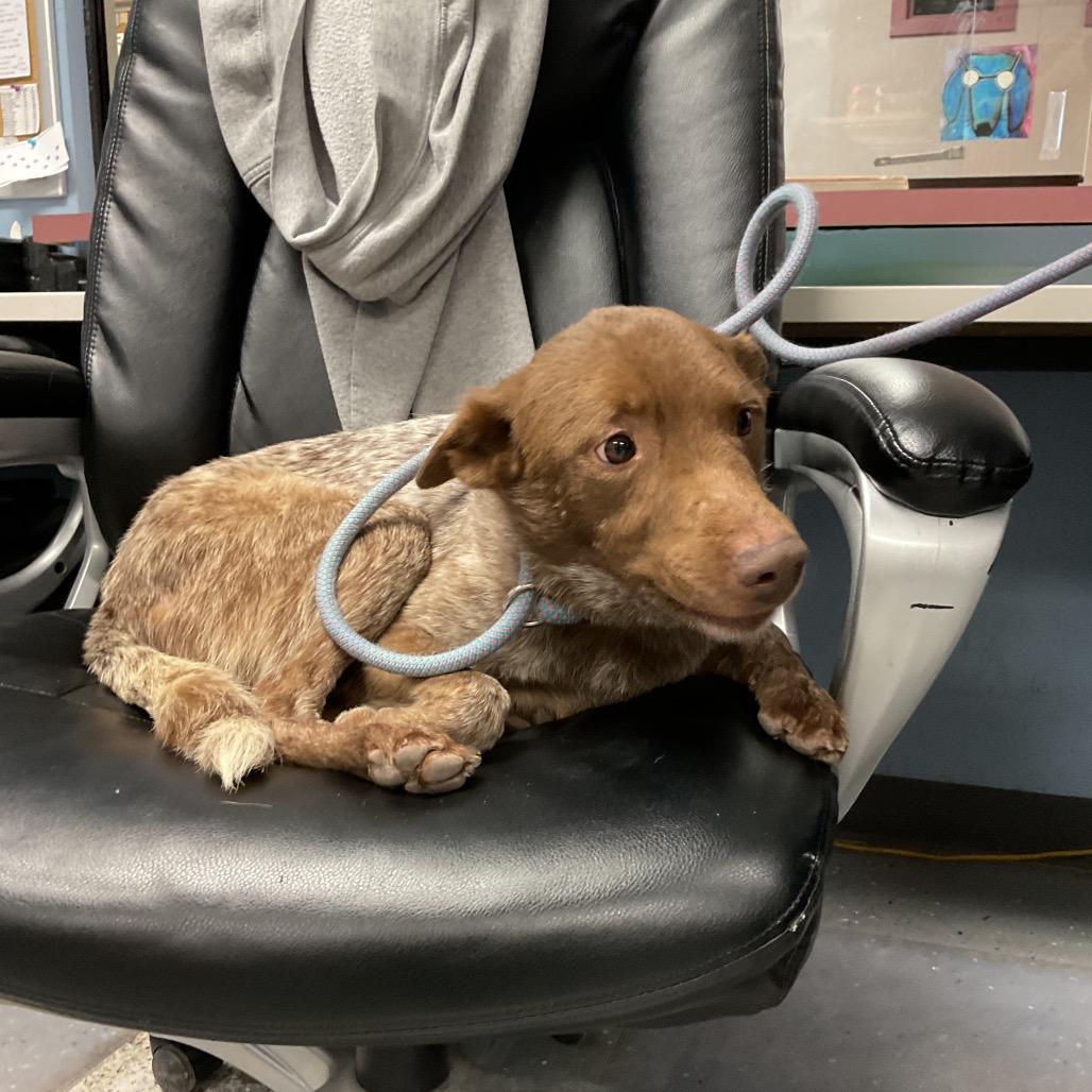 Enlarge Apollo, a Adoptable Cattle Dog in St Joseph, MO image 3/3
