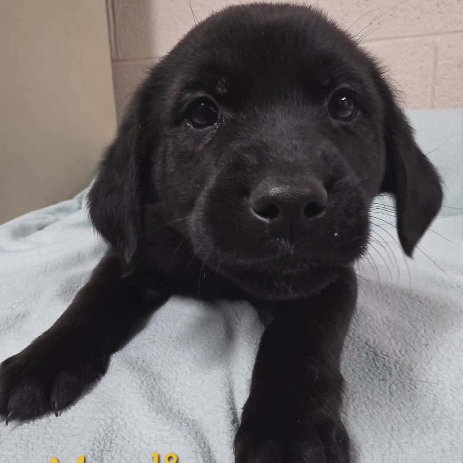 Marlin, ADOPTABLE, Puppy Male Labrador Retriever.
