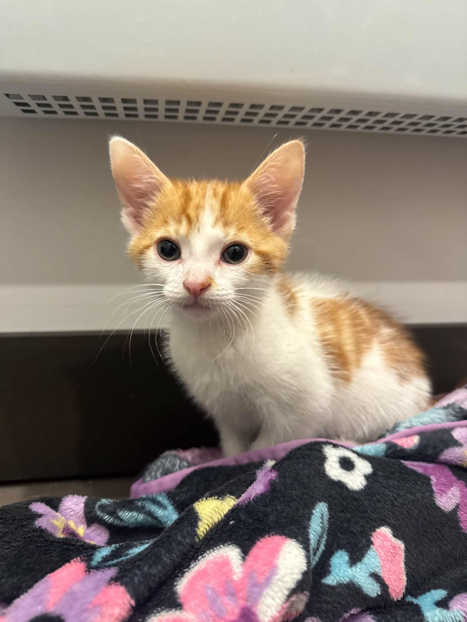 Rouky, a ADOPTABLE Domestic Short Hair in Wakefield, QC image 2/4