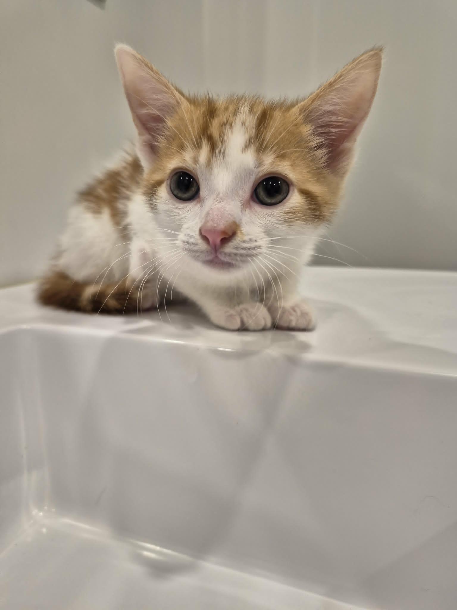 Rouky, a ADOPTABLE Domestic Short Hair in Wakefield, QC image 3/4