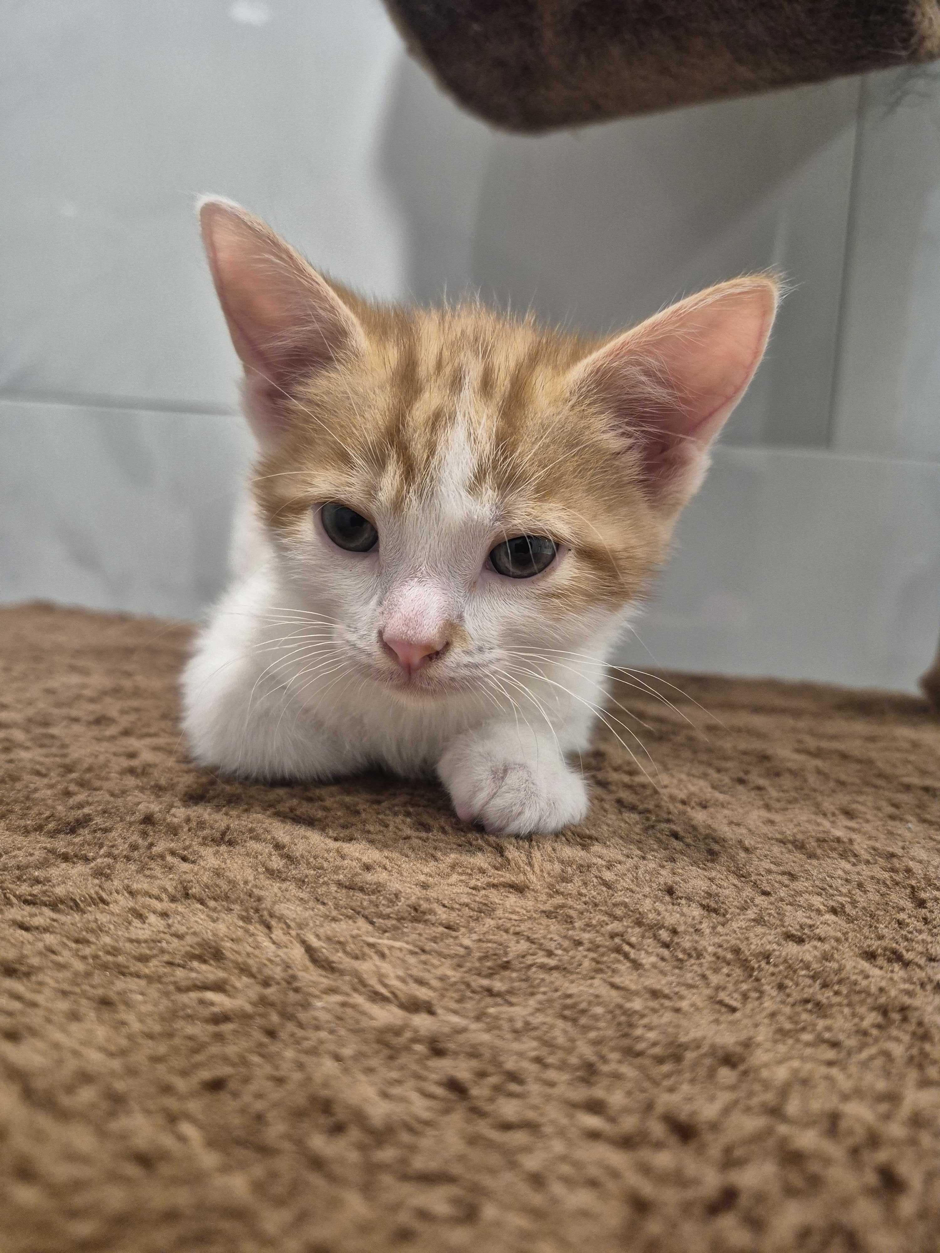 Rouky, a ADOPTABLE Domestic Short Hair in Wakefield, QC image 4/4