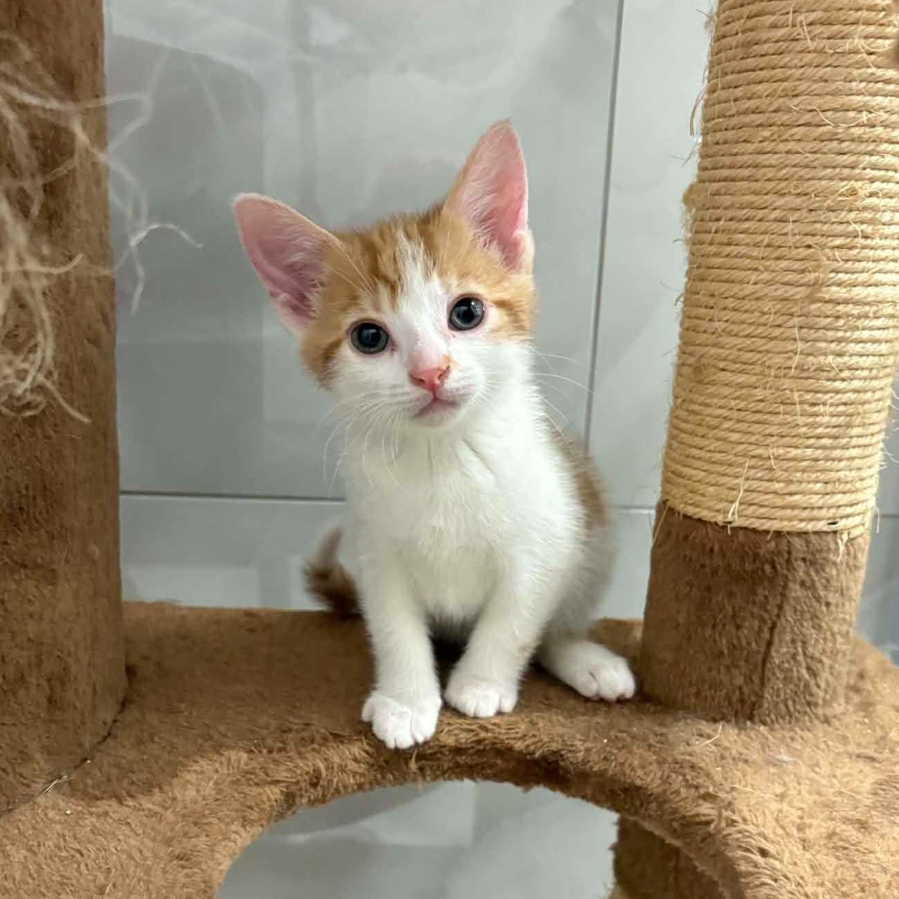 Rouky, ADOPTABLE, Kitten Male Domestic Short Hair.