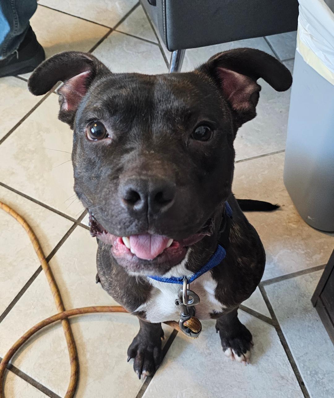 BASHER, Adoptable, Young Male Boxer & American Staffordshire Terrier.