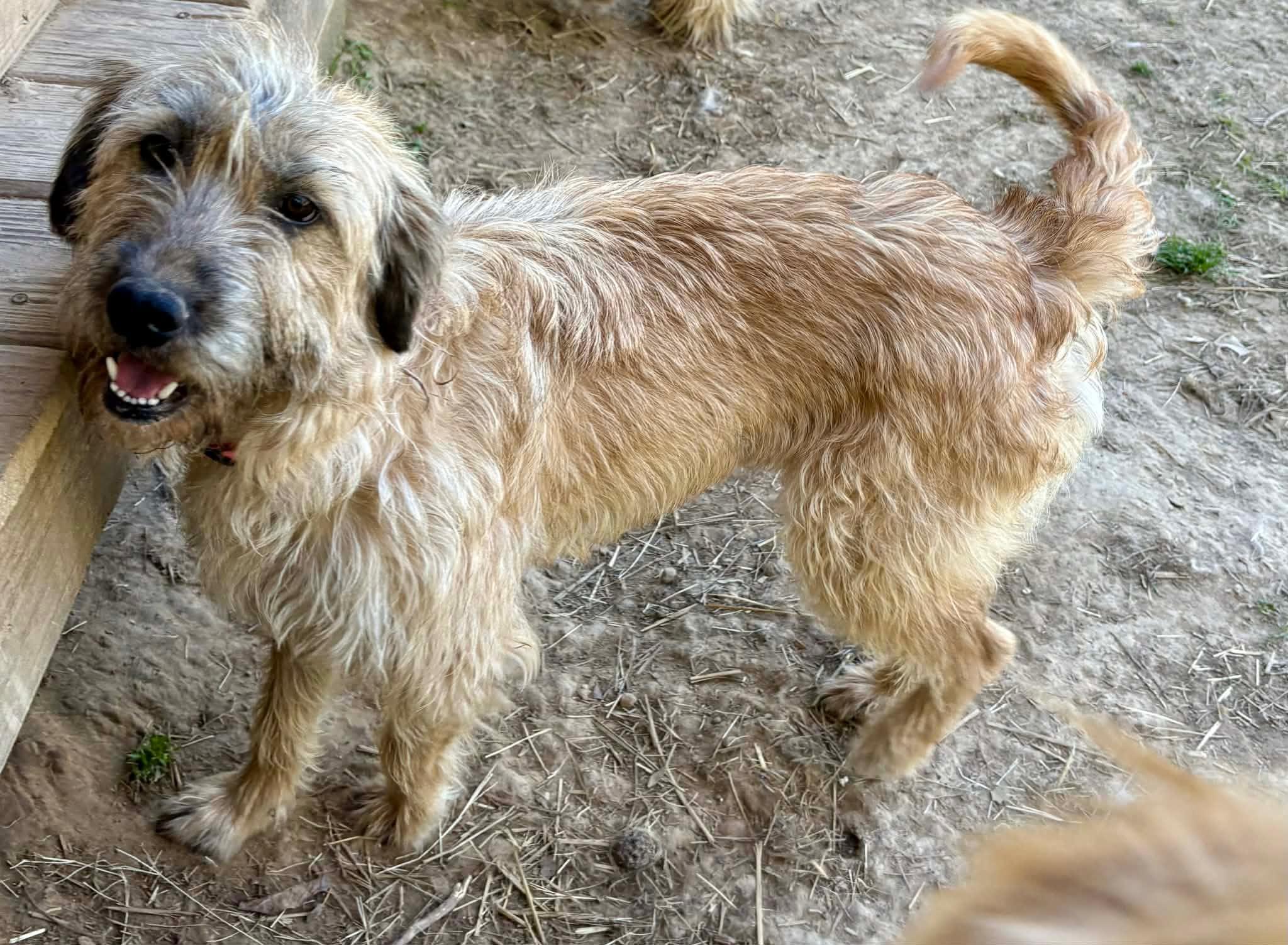 Mae , adopted, Adult Female Labradoodle & Boxer.