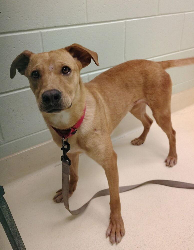 Hay, Adoptable, Adult Female Black Mouth Cur.