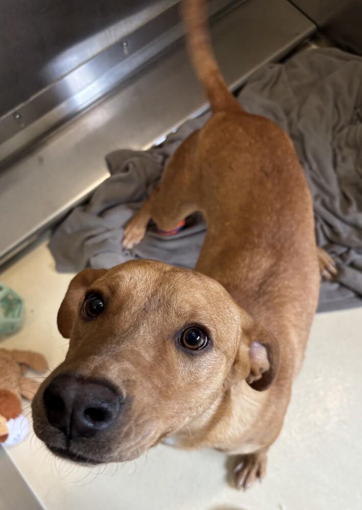 Enlarge Hay, a Adoptable mixed breed in Kalamazoo, MI image 2/3