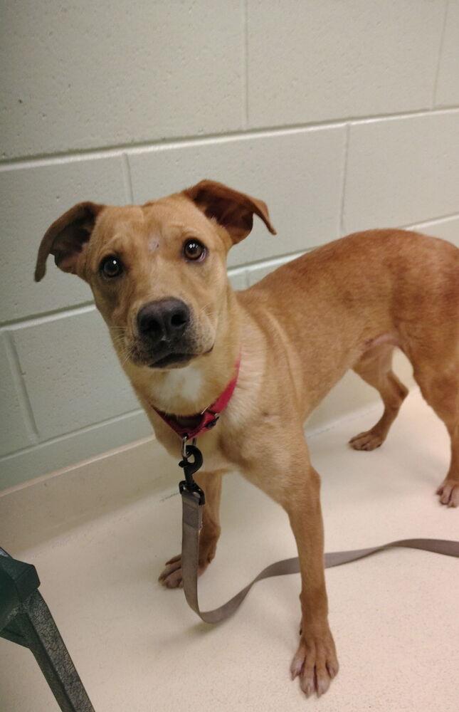 Enlarge Hay, a Adoptable mixed breed in Kalamazoo, MI image 3/3