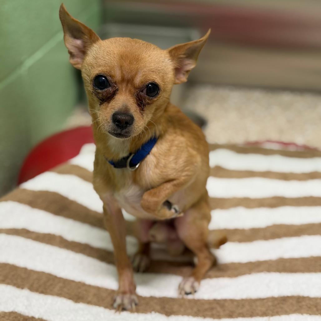 Dog 06/30/2026, Adoptable, Adult Male Chihuahua & Mixed Breed.
