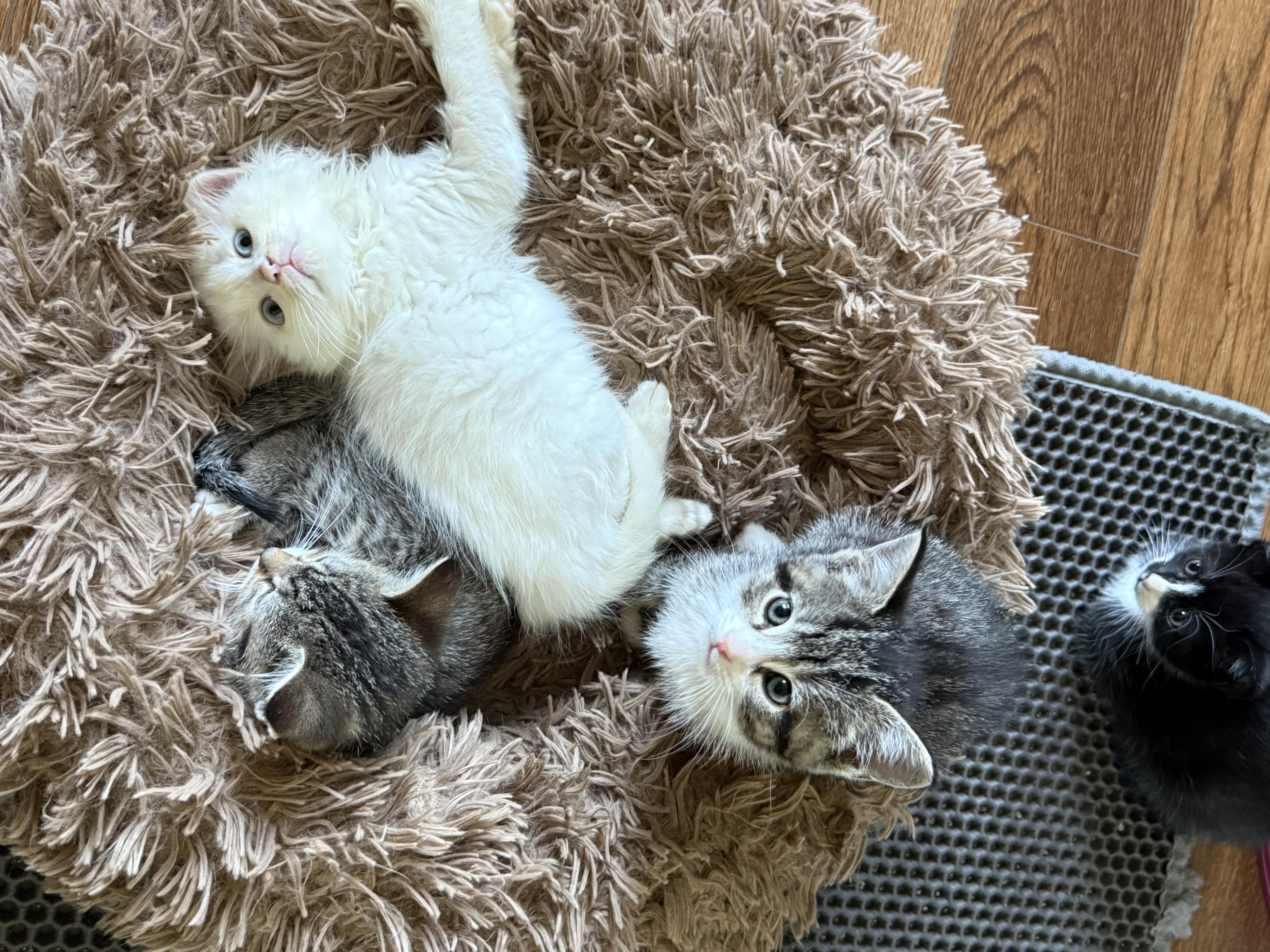 Enlarge Winston , a ADOPTABLE Domestic Medium Hair in Marvin, NC image 2/2
