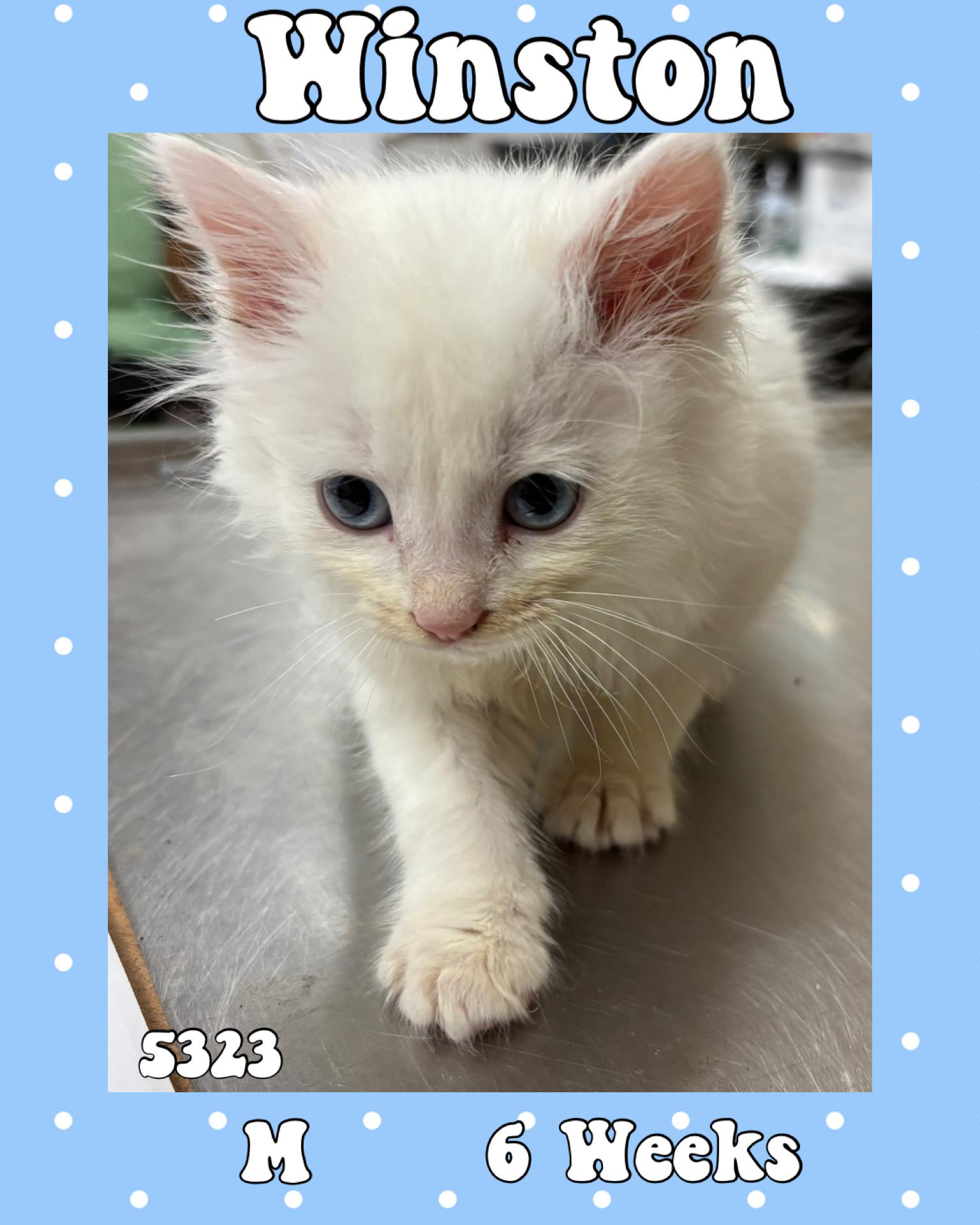 Winston , ADOPTABLE, Kitten Male Domestic Medium Hair.