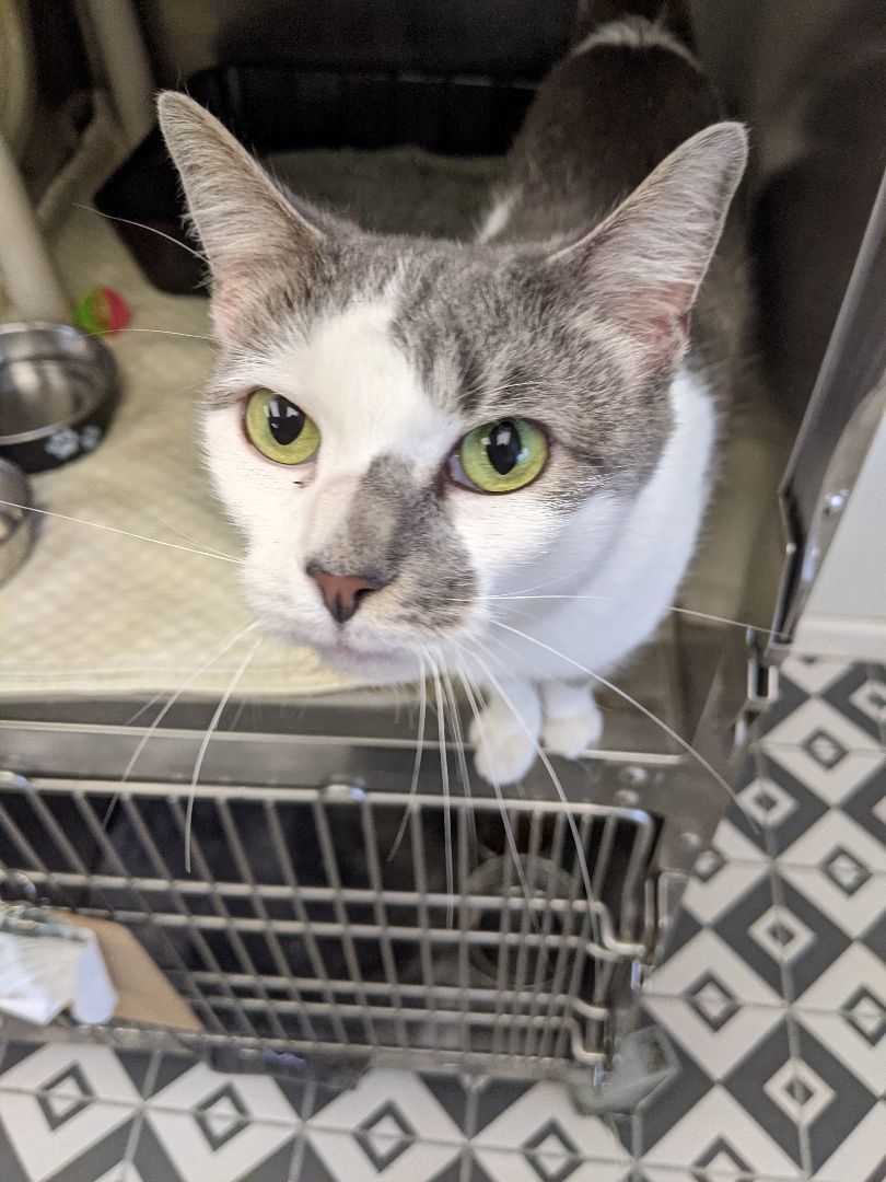 Enlarge Queen, a Adopted Domestic Short Hair in Jersey city, NJ image 1/2