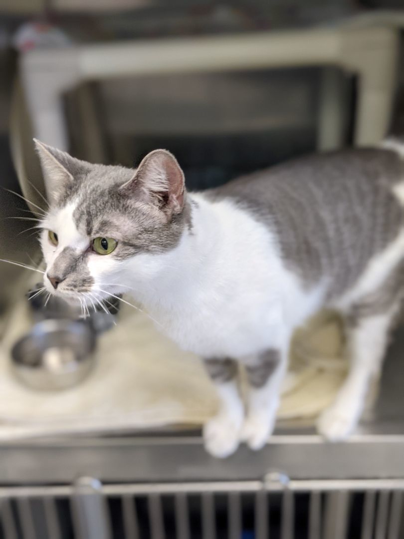 Enlarge Queen, a Adopted Domestic Short Hair in Jersey city, NJ image 2/2