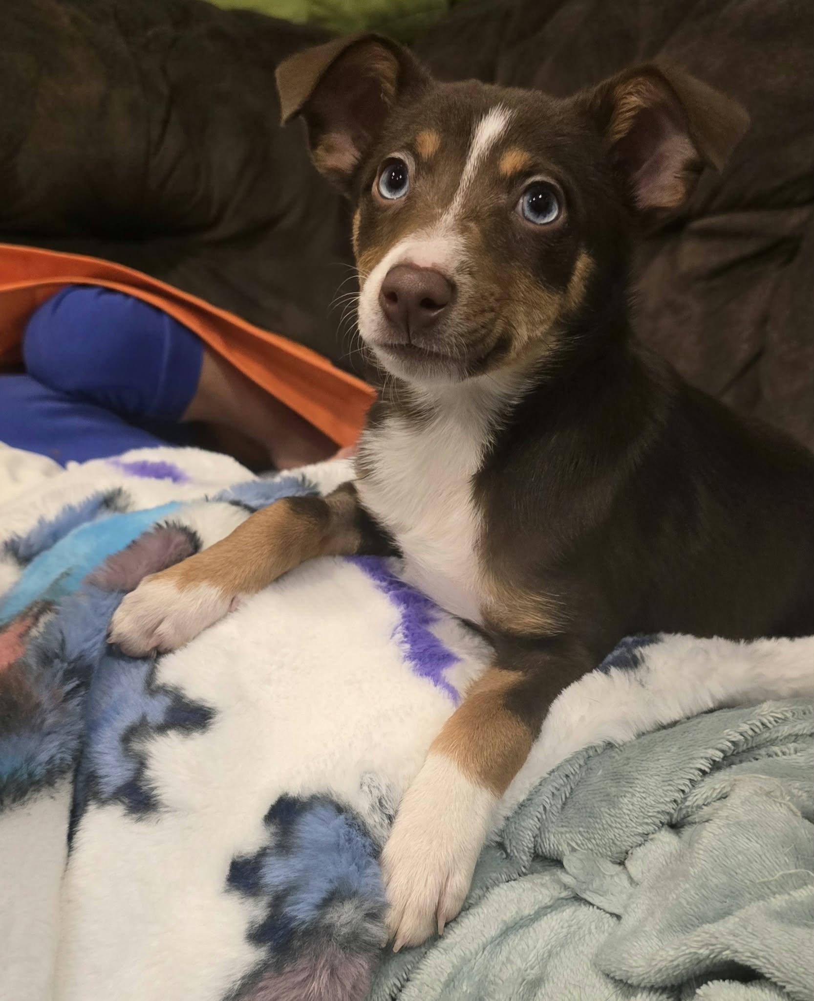 Enlarge Echo, a Adoptable mixed breed in Grand Rapids, MI image 3/3