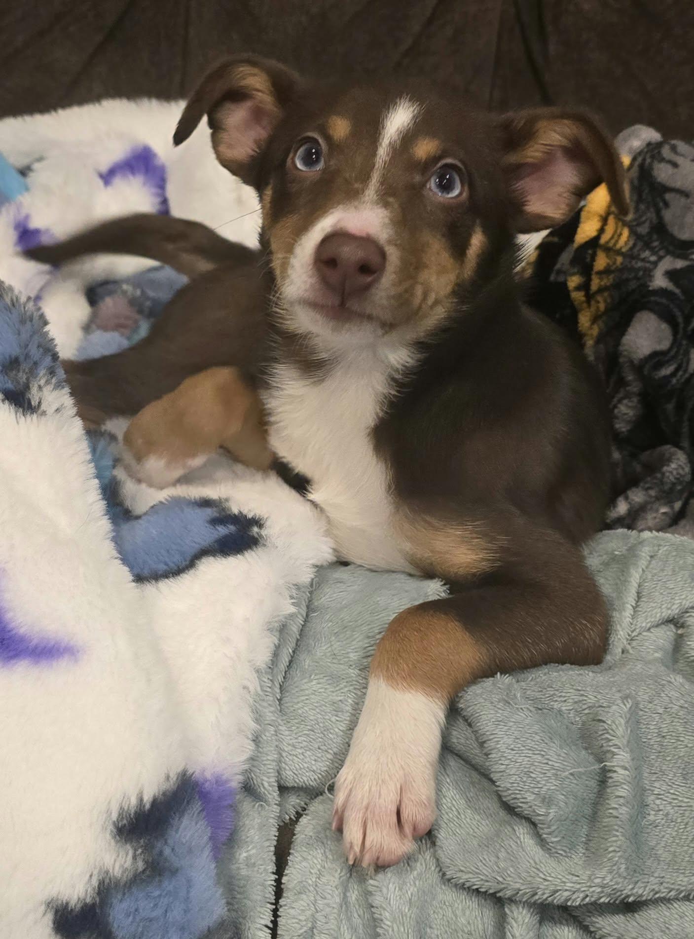 Echo, Adoptable, Puppy Female Australian Shepherd.