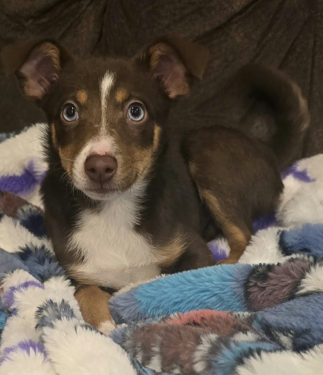 Enlarge Echo, a Adoptable mixed breed in Grand Rapids, MI image 2/3