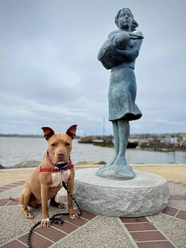 Enlarge Nora, a Adoptable mixed breed in Vallejo, CA image 1/6