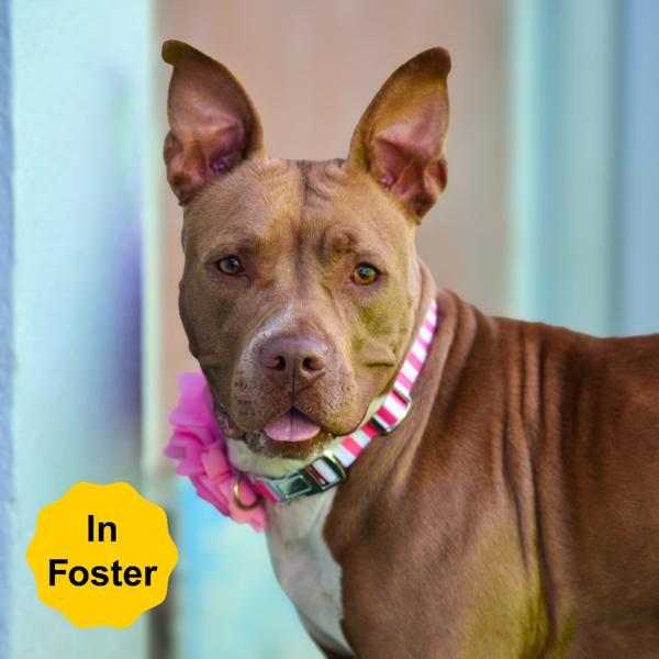 Enlarge Nora, a Adoptable mixed breed in Vallejo, CA image 2/6