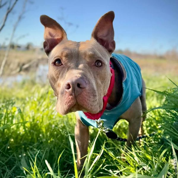 Enlarge Nora, a Adoptable mixed breed in Vallejo, CA image 2/6