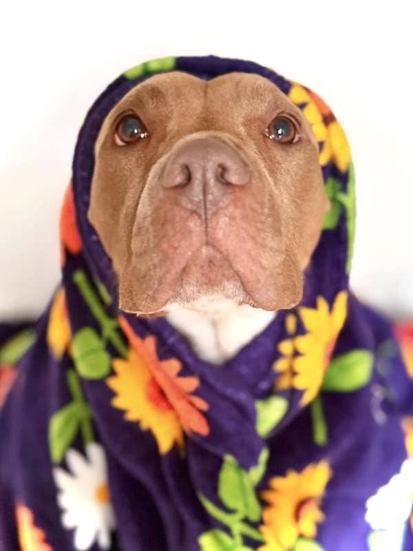 Enlarge Nora, a Adoptable mixed breed in Vallejo, CA image 5/6