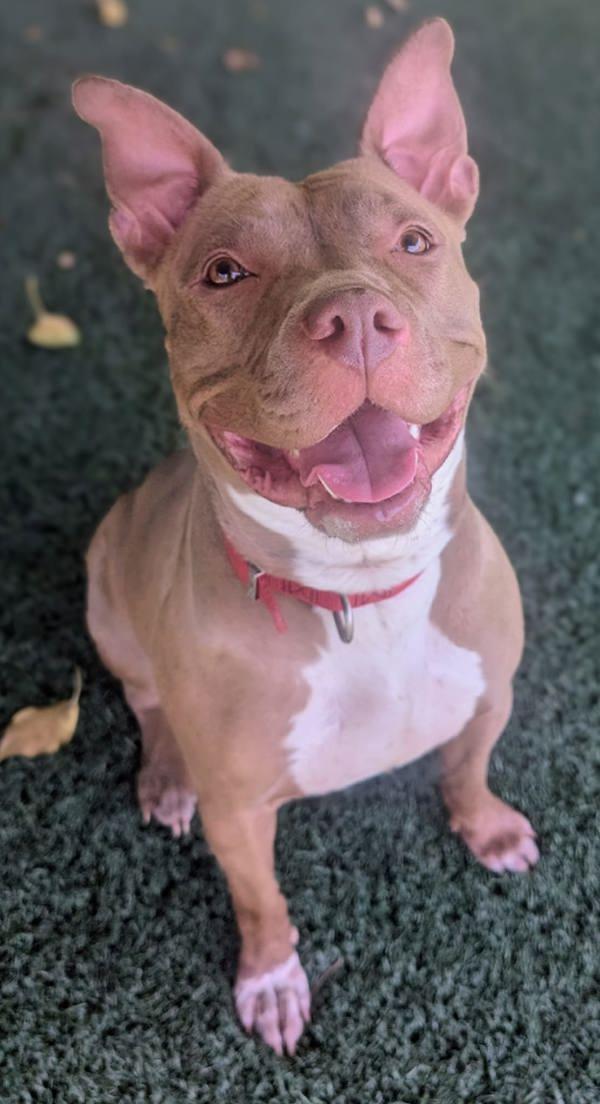 Enlarge Nora, a Adoptable mixed breed in Vallejo, CA image 4/6