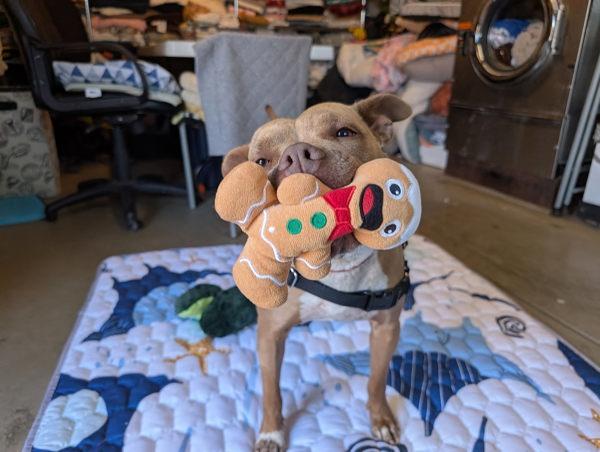 Enlarge Nora, a Adoptable mixed breed in Vallejo, CA image 6/6