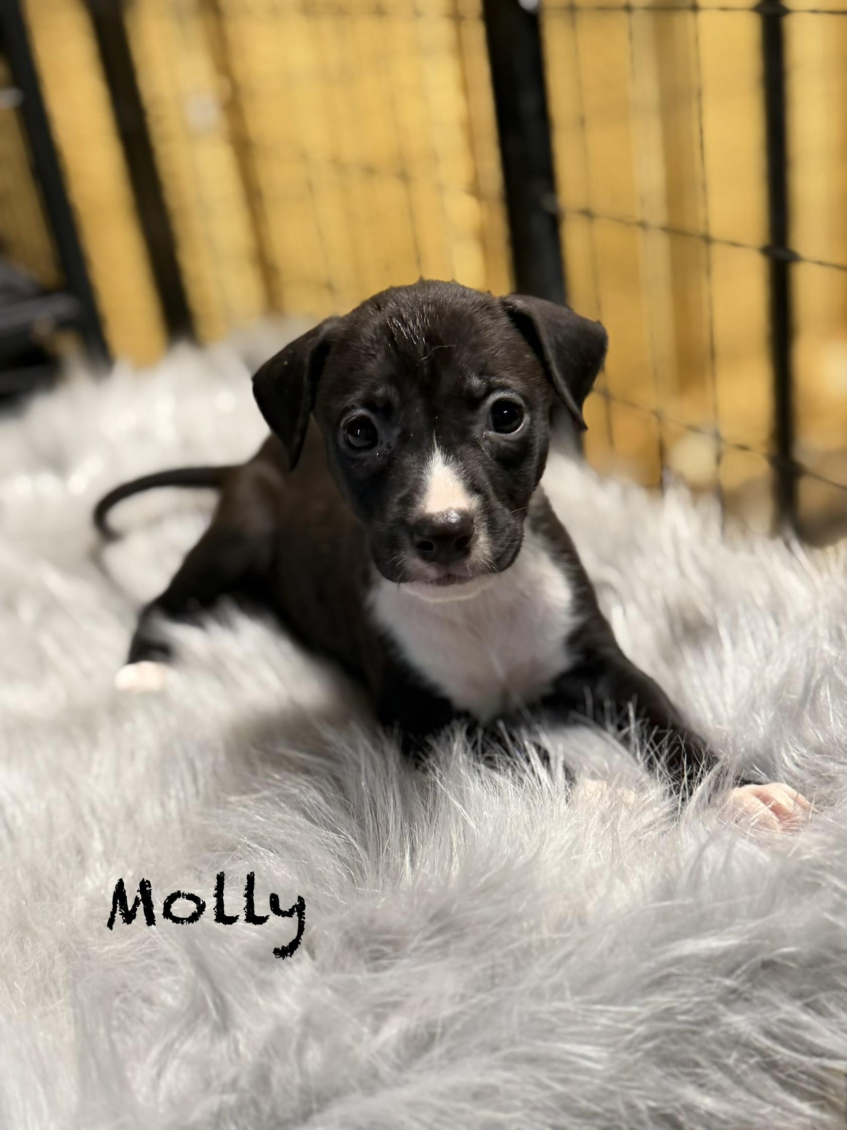 Enlarge Molly, a ADOPTABLE mixed breed in Lutz, FL image 1/1