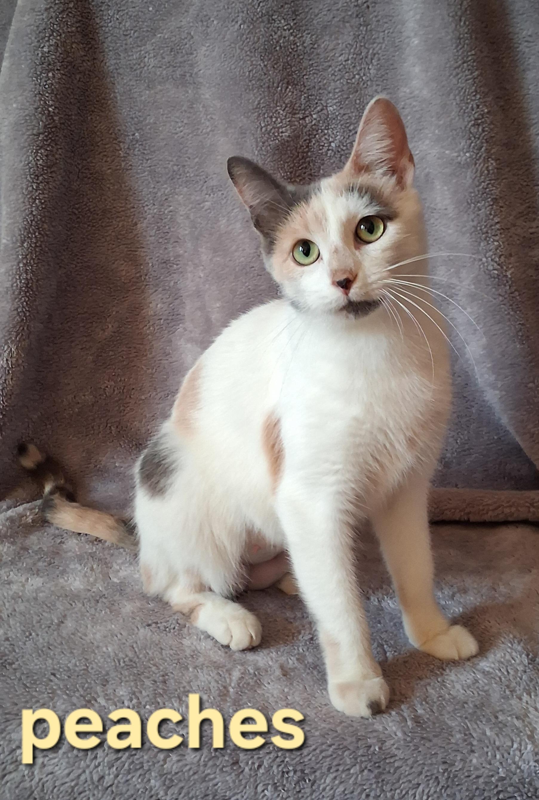 Peaches, Adoptable, Adult Female Domestic Short Hair.