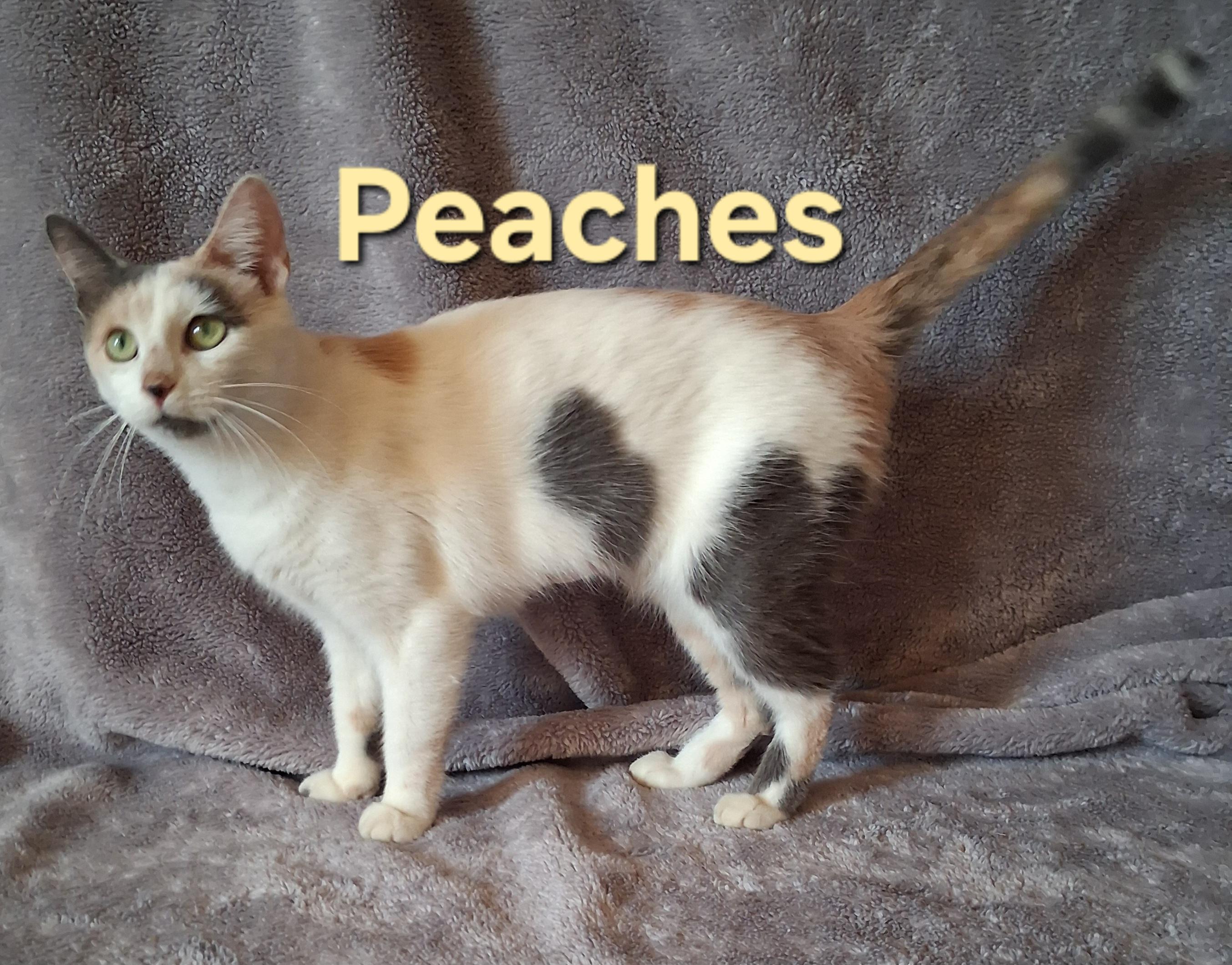 Enlarge Peaches, a Adoptable Domestic Short Hair in Peoria, IL image 2/2